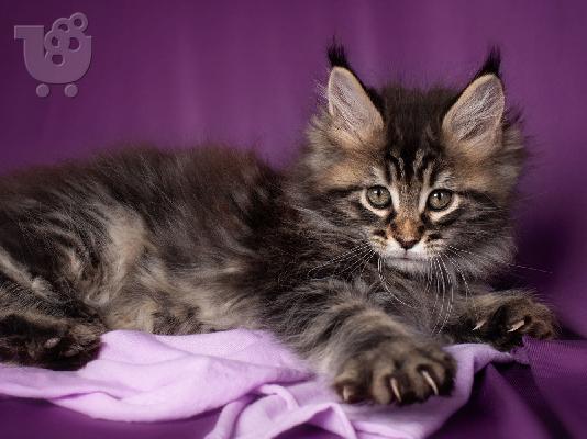 PoulaTo: Maine Coon - Μέιν Κουν